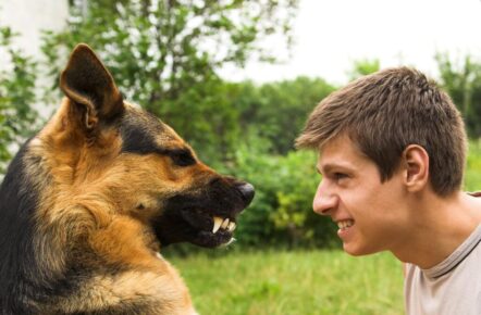 Chien : Les responsabilités du maître s’il y a attaque