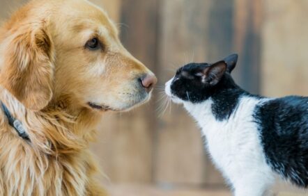 Chiens et chats sont présents dans la moitié des ménages québécois