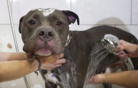 De pitbull et de «races» de chien