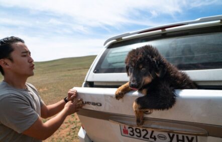 Des chiens à la rescousse des steppes de la Mongolie Des chiens à la rescousse des steppes de la Mongolie