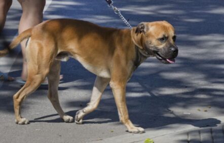 Des chiens pour détecter le coronavirus