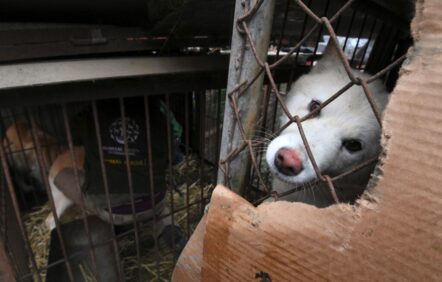 Éleveur de viande canine en Corée du Sud, un métier de chien