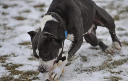 Estrie: le propriétaire de trois chiens dangereux accusé