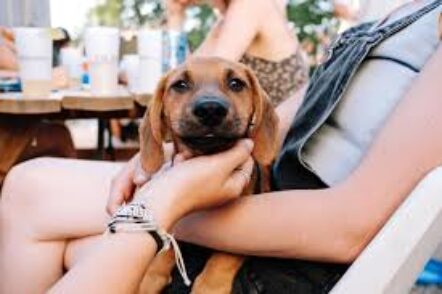 Les Coffee Shop canadiens donnant l’accès aux animaux de compagnie canins