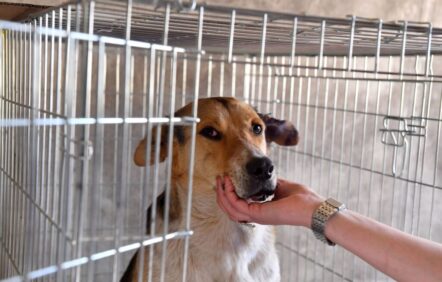 Montréal devrait adopter son règlement sur l’encadrement des animaux domestiques