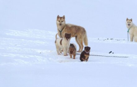 Une amitié qui a du chien