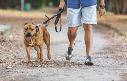 Chiens dangereux: ne pas se tromper de cible