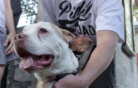 Le coroner remet en question l’interdiction des pitbulls