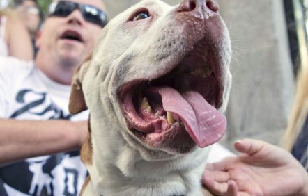 Les pitbulls ne seront plus interdits à Montréal