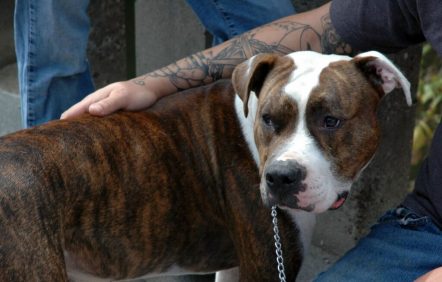 Montréal adopte son règlement sur les pitbulls
