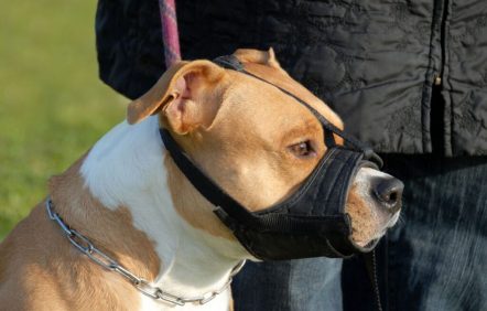Montréal adoptera une approche différente de celle de Québec Montréal adoptera une approche différente de celle de Québec