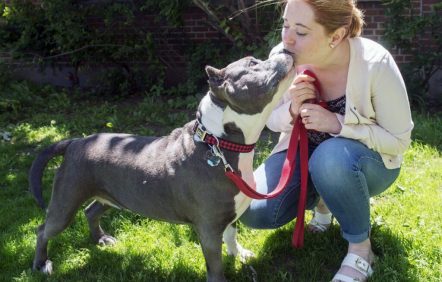 Montréal bannit pitbulls et «chiens dangereux» Montréal bannit pitbulls et «chiens dangereux»