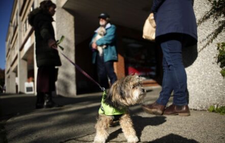 Un chien déclaré positif à la COVID-19 en Ontario
