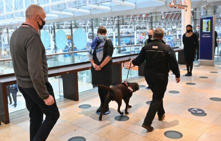Le chien, un allié dans la lutte contre la COVID-19?