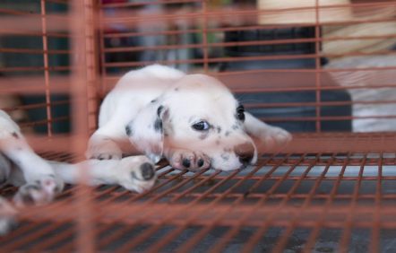 Le Parlement restreint la vente sur Internet des chiens et des chats Le Parlement restreint la vente sur Internet des chiens et des chats