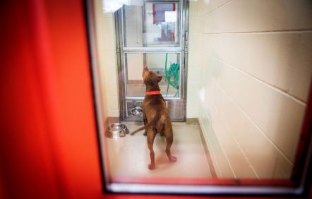 La fin du télétravail fait craindre une hausse des abandons d'animaux