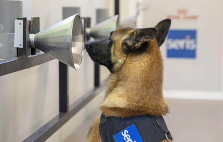 Des chiens dépisteurs de cancer et de COVID-19