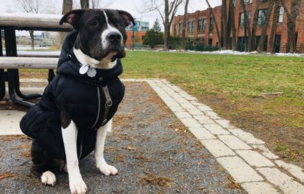 Un homme condamné à 7 mois de prison pour avoir battu sa chienne