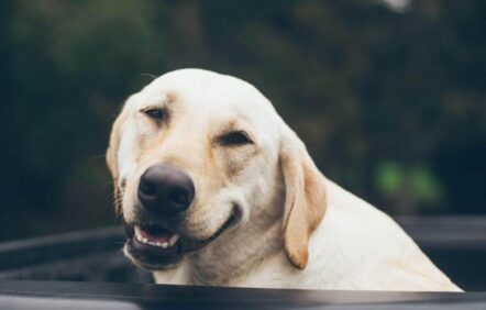 Comment accompagner son chien dans la vieillesse?