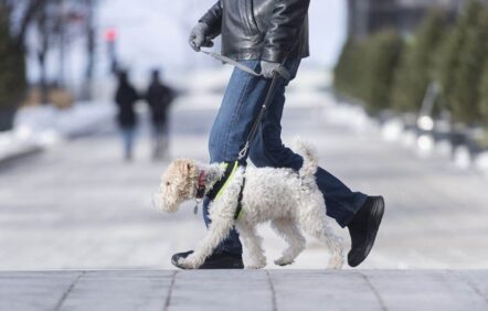 Les chiens en laisse pourraient être admis dans le métro de Montréal