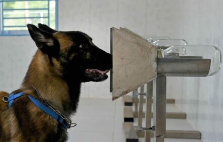 Des chiens peuvent détecter la COVID-19 aussi efficacement que des tests PCR