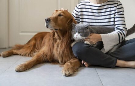 Les gens atteints de la COVID-19 peuvent infecter leurs animaux