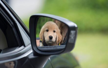 Les propriétaires d’animaux de compagnie sont-ils vraiment plus heureux?