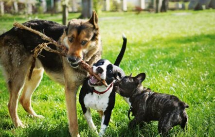 Sacrifier le plus grand parc canin de Montréal?