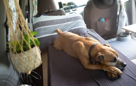 Développer une relation mutuellement bénéfique avec son chien Développer une relation mutuellement bénéfique avec son chien