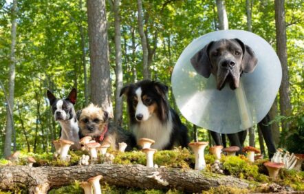 Les bons toutous de «Strays» Les bons toutous de «Strays»