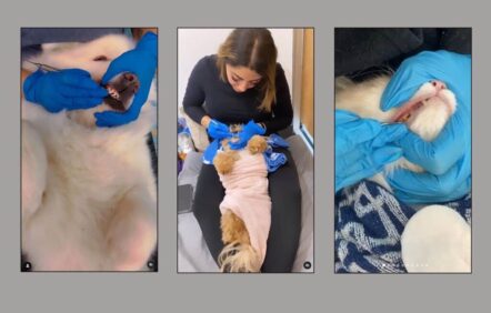 Le détartrage canin illégal continue malgré des condamnations passées Le détartrage canin illégal continue malgré des condamnations passées