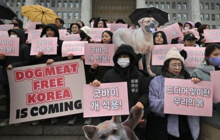 La Corée du Sud vote l’interdiction de la viande de chien La Corée du Sud vote l’interdiction de la viande de chien
