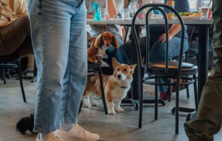 Pourquoi est-il difficile d’emmener son chien au café? Pourquoi est-il difficile d’emmener son chien au café?