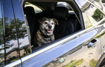 Assouplissement de la paperasse pour passer la frontière des États-Unis avec un chien Assouplissement de la paperasse pour passer la frontière des États-Unis avec un chien