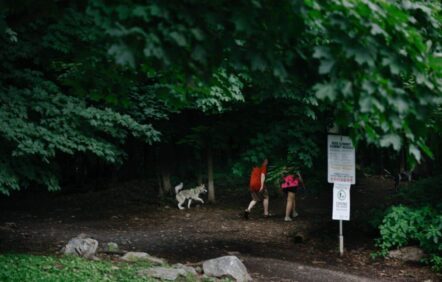 Déchirements autour de la présence de chiens sans laisse au bois Summit Déchirements autour de la présence de chiens sans laisse au bois Summit