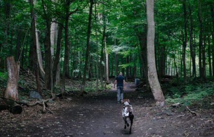 Les chiens sans laisse causent des dommages aux forêts urbaines Les chiens sans laisse causent des dommages aux forêts urbaines