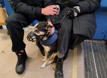 Montréal ouvre la porte aux chiens dans les autobus