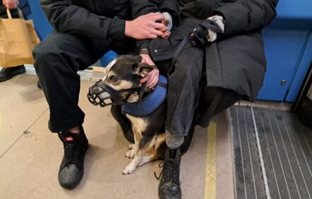 Montréal ouvre la porte aux chiens dans les autobus Montréal ouvre la porte aux chiens dans les autobus
