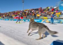 Les Jeux de Milan-Cortina en cinq moments qui ont capté l’attention